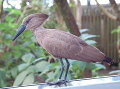 Hamerkop